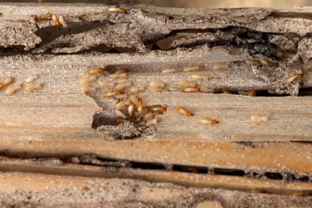 Best Termite Control Services  in Duboistown, PA